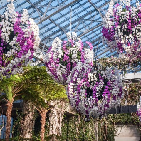 Orchid Extravaganza at Longwood Gardens